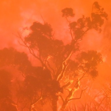 photograph of burning tree