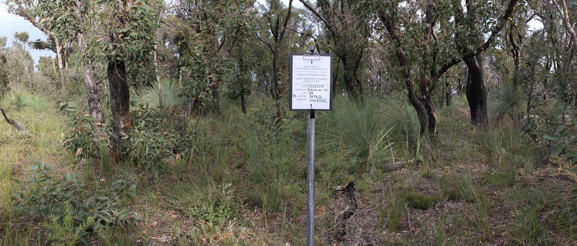 Vegetation recovery regrowth