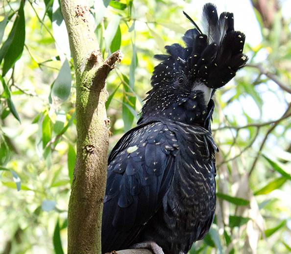 Black cockatoo